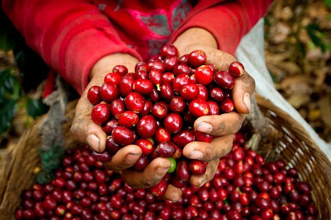 Giá cà phê hôm nay 5/6: Cà phê Robusta giảm hơn 1% ngày đầu tuần, thị trường trong nước cao nhất 61.300 đồng/kg